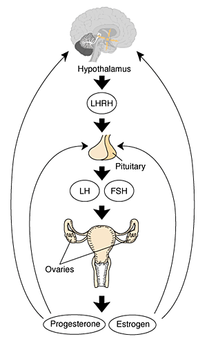 hormones and fibroids